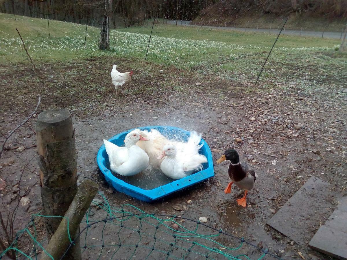 Ferienwohnung Auf Dem Lechsberg Fuchstal Εξωτερικό φωτογραφία